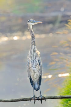 A great blue heron is perched on a branch that is out over the water near Liberty Lake, Washington.