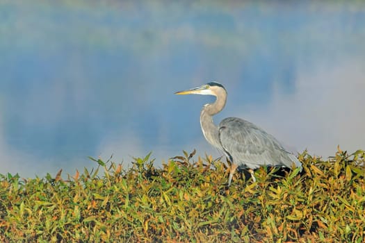 A great blue heron stands on the edge of a calm lake near Liberty Lake, Washington.