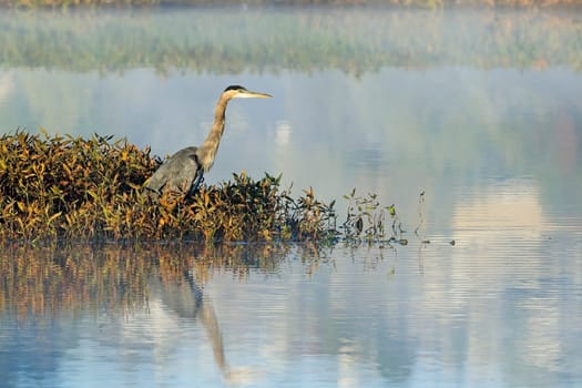 A great blue heron stands on the edge of a calm lake and casts a reflection in the water near Liberty Lake, Washington.