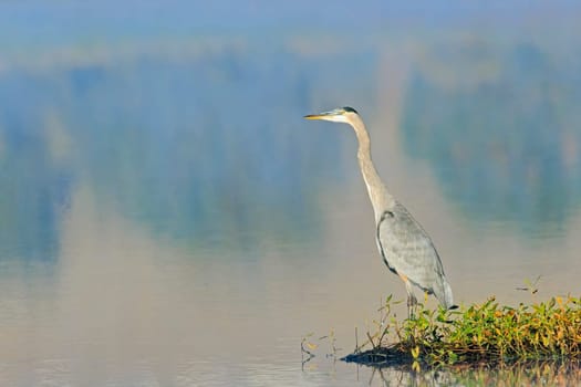 A great blue heron stands on the edge of a calm lake near Liberty Lake, Washington.