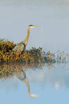 A great blue heron stands on the edge of a calm lake and casts a reflection in the water near Liberty Lake, Washington.