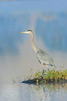 A great blue heron stands on the edge of a calm lake near Liberty Lake, Washington.