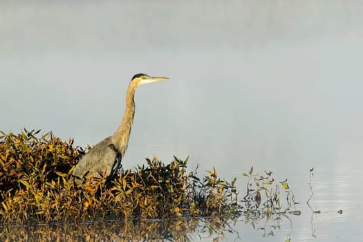 A great blue heron stands on the edge of a calm lake near Liberty Lake, Washington.