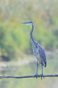 A great blue heron is perched on a branch that is out over the water near Liberty Lake, Washington.