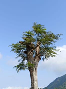 A tall tree with vibrant green leaves stands majestically against a backdrop of a clear blue sky, symbolizing nature's beauty and tranquility. Ideal for themes of growth and serenity.