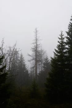 Silhouettes of dead spruces at the foot of the Brocken Mountain near Schierke in the Harz National Park in Germany in the fog