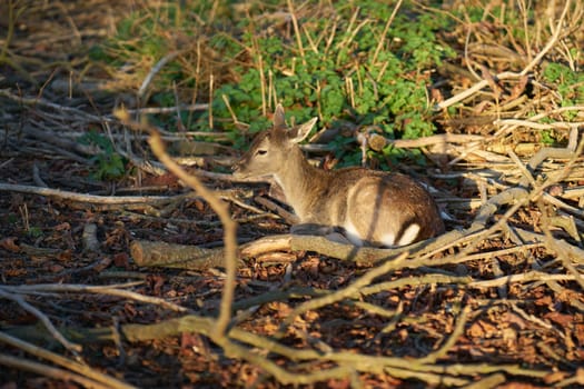 Young fallow deer (Dama Dama) in a safe hiding place in the undergrowth
