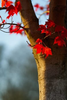 A maple tree with extreme red fall color in a park in Germany in October
