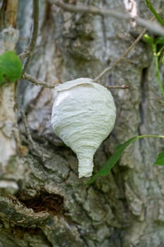 Finished nest of the wasp species median wasp, Dolichovespula media on the branch of a poplar tree