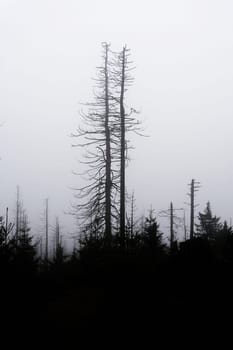 Silhouettes of dead spruces at the foot of the Brocken Mountain near Schierke in the Harz National Park in Germany in the fog