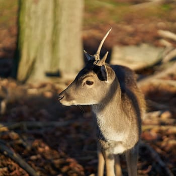 Young fallow buck (Dama Dama) in a close-up