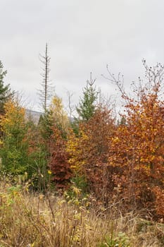 Newly growing forest of beech trees between dead spruce trees at the foot of the Brocken in the Harz National Park in Germany