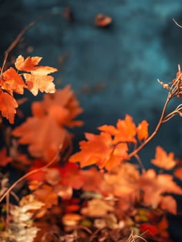 Vibrant orange autumn leaves with a deep blue background create a striking seasonal contrast.
