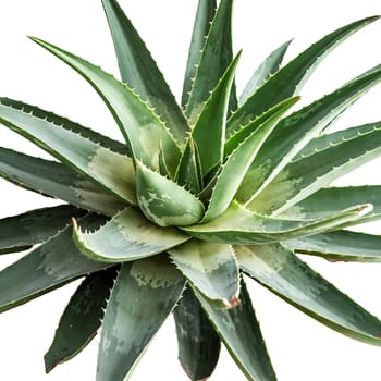 High-resolution image of an aloe vera plant with vibrant green leaves, isolated on a black background. Ideal for presentations related to natural remedies, skincare, and plant-based health products.