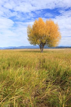A single tree in the field under a partly cloudy sky in Autumn at the Kootenai Wildlife Refuge near Bonners Ferry, Idaho.