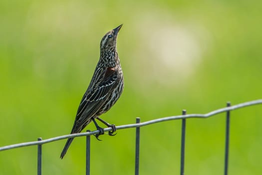 A female red winged blackbird (agelaius phoeniceus) is perched on a fence by Hauser Lake, Idaho.