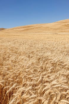 A field of wheat under a bright blue sky near Colfax, Washington.