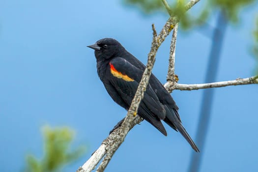 A red winged blackbird (Agelaius phoeniceus) perched in a tree in Hauser, Idaho.