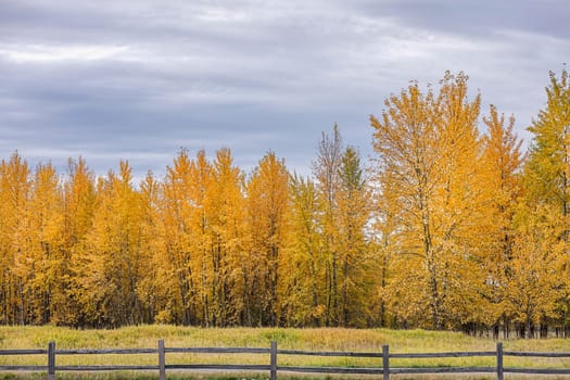 A cluster of trees with yellow leaves in fall at the Kootenai Wildlife Refuge near Bonners Ferry, Idaho.