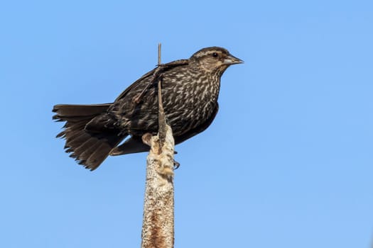 A female red-winged blackbird (agelaius phoeniceus) on a cattail in north Idaho.