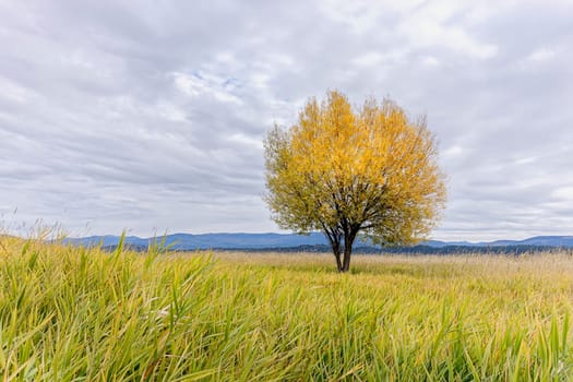 A single tree in the field under a cloudy sky in Autumn at the Kootenai Wildlife Refuge near Bonners Ferry, Idaho.