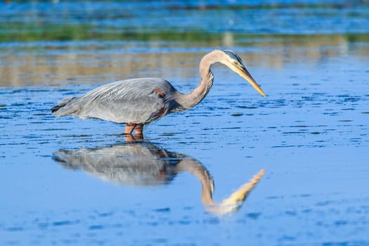 Great blue heron, ardea herodias, stands still wating to catch fish in Garibaldi, Oregon.