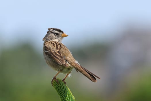 A white crowned sparrow, zonotrichia leucophrys, is perched on a plant in Seaside, Oregon.