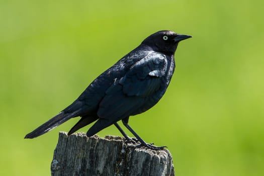 A bark black Brewer's Blackbird (euphagus cyanocephalus) is perched on a post in north Idaho.