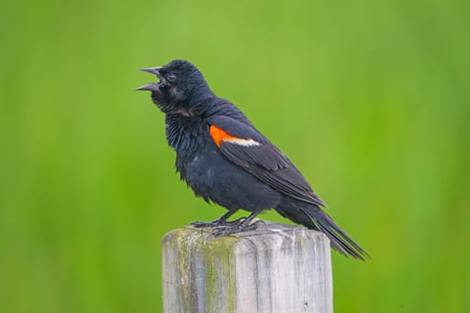 Red winged blackbird Giving a Vigorous Call in the Horicon Marsh in Wisconsin
