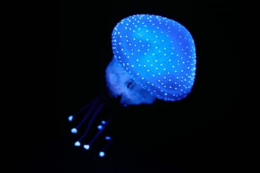 Bioluminescent Jellyfish Phyllorhiza punctata white-spotted jellyfish aka floating bell, Australian spotted jellyfish luminescent underwater