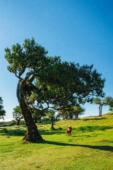Centuries-old til trees in fantastic magical idyllic Fanal Laurisilva forest on sunset. Madeira island, Portugal