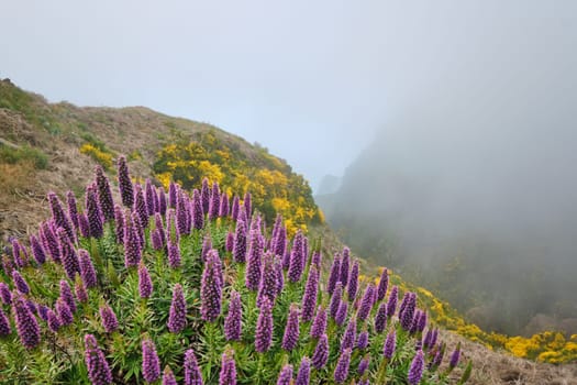 View near Pico do Arieiro of mountains in clouds with Pride of Madeira flowers and blooming Cytisus shrubs. Madeira island, Portugal