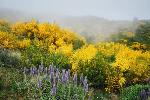 Madeira landscape with Pride of Madeira flowers and blooming Cytisus shrubs and mountains in clouds. Miradouros do Paredao, Madeira island, Portugal