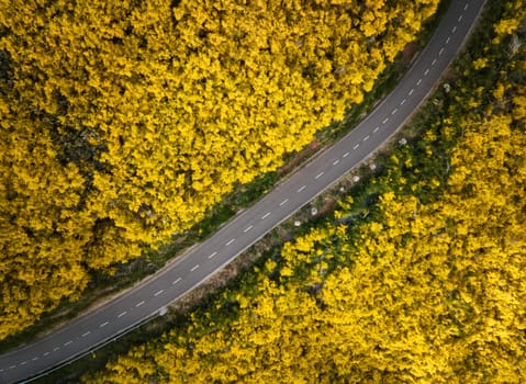 Aerial view of road among yellow Cytisus blooming shrubs near Pico do Arieiro, Portugal