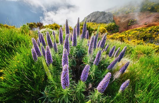 Madeira landscape with Pride of Madeira flowers and blooming Cytisus shrubs and mountains in clouds. Miradouros do Paredao, Madeira island, Portugal