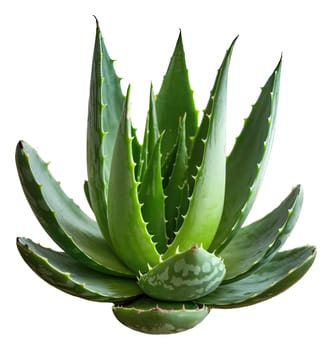 High-resolution image of an aloe vera plant with vibrant green leaves, isolated on a black background. Ideal for presentations related to natural remedies, skincare, and plant-based health products.