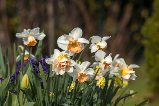 spring flowers in the garden - narcissus, tulips, hyacinth flowers