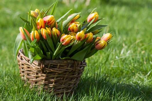Colorful fresh tulips in wicker basket in the garden