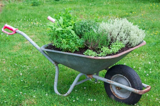 wheelbarrow with herbs in the garden