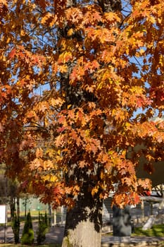 impression of leaves and autumn colors