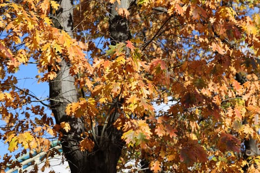 impression of leaves and autumn colors