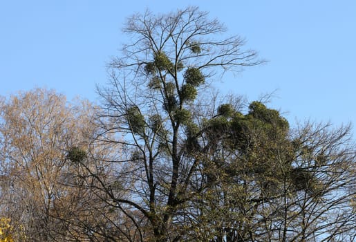 Mistletoe balls growing on a tree, symbol of Christmas holidays