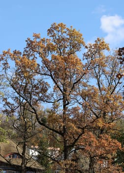 impression of leaves and autumn colors