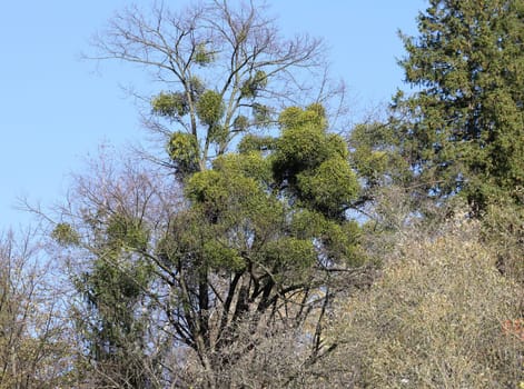 Mistletoe balls growing on a tree, symbol of Christmas holidays