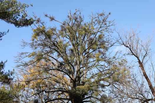 Mistletoe balls growing on a tree, symbol of Christmas holidays