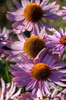 Echinacea purpurea or purple coneflower in garden