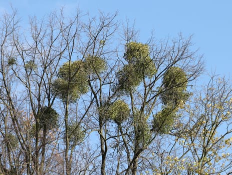 Mistletoe balls growing on a tree, symbol of Christmas holidays