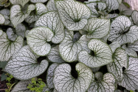 Heartleaf brunnera, Siberian bugloss,  Brunnera macrophylla Jack Frost  in garden
