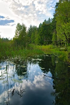 Lake in Sweden. Water lilies and reeds in the water. Trees on the shore. Scandinavian nature