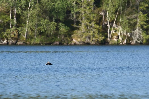 Great Diver bird in a Swedish lake, in front of trees on the shore. Blue water wild nature. Scandinavian wildlife in the north